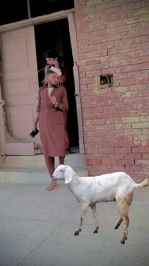 Spy ye okhwaro 🤣🤪 #afridiboys #afridifunny #pashtofunnyvideo #pashtofunny | Afridi Boys