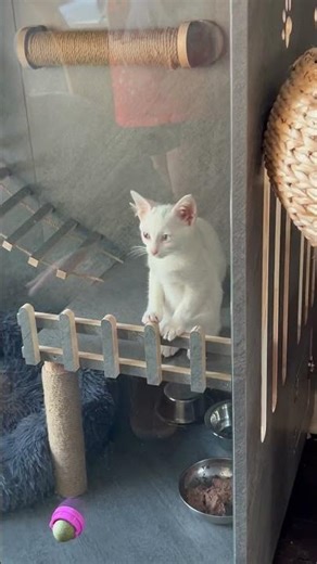 Cat cafe in Springfield Vermont