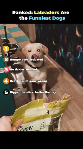 Ranked Labradors Are the Funniest Dogs