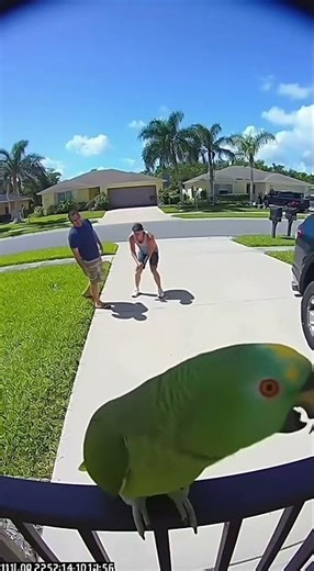 🦜 Parrot Interrupts Florida Neighbor Fight Hey, Relax! Call Your Therapist!” 😂 | Savage Parrot