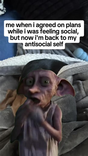 Funny Chiweenie Puppy Moments You Can't Miss