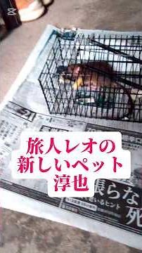旅人レオの新しいペット ネズミの淳也です‼️ #ネズミ #ネズミ駆除 #ネズミ捕り #鼠 #ねずみ #マスパセ #ペット #ペット動画 #動物動画 #mouse #animals #動物