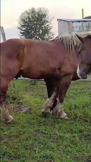 🐎 Mares Are Tired of Waiting for the Stallion | Horse Behavior Explained 😮
