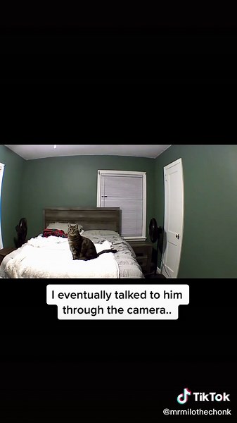 Milo the Cat's Heartwarming Bedtime Routine Story