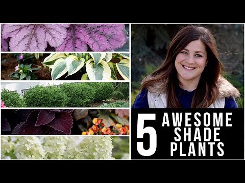 5 Awesome Plants for Shade! 🌿🌥👍 // Garden Answer