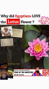 26 reactions · 7 comments | Why did Egyptians LOVE the Lotus flower?...