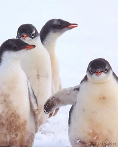 Enjoy three minutes of my favourite Gentoo Penguin clips from the Antarctic Peninsula. All videos by Richard Sidey & Aliscia Young #penguins #gentoopenguins #antarctica #thepolarrealm #richardsidey #wildlifephotography #wildlife #nature #cuteanimals | Richard Sidey