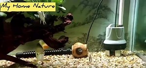 Finescale Tigerfish (Datnioides Microlepis) for Sale $70 each (about 9 -10 cm each) Datnioides microlepis, also known as finescale tigerfish, is a species of freshwater fish endemic to the Malay Peninsula and Indonesia. | My Home Nature