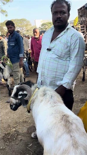 goat and sheep, Market #cowgoat