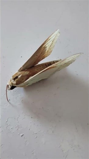 Pollinator Insect‪@CreepyKeede‬