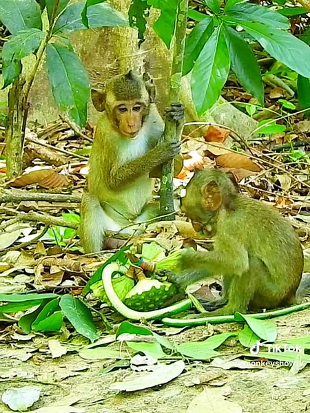 Funny Baby Monkey Gets Scared by Snake | Animal Rescue Video