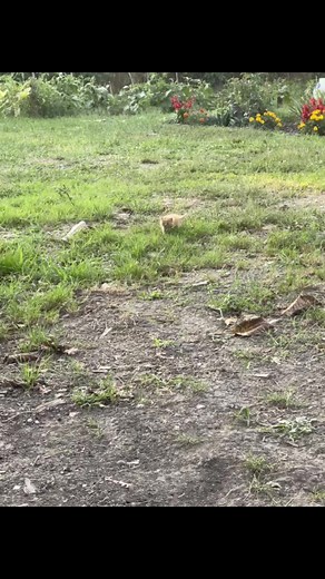 mini walk #catsvideo #catsoftiktok #lovecatsoftiktok #sillycatvideos #mininugget