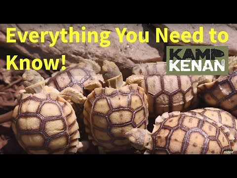 The ULTIMATE SULCATA Tortoise Care INSTRUCTIONS : Kamp Kenan S3 Episode 34