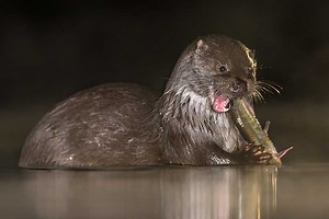 10 Animals That Are Way Better at Fishing Than Us