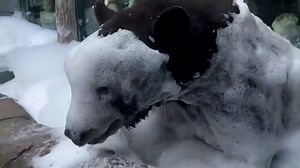 'Happy accident': Bear delights in bubble bath on zoo's cleaning day