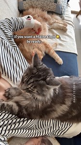 845K views · 10K reactions | Unpopular Struggles of Owning Maine Coons  #catfacts #mainecooncat #lifewithcats #maxiecoon | Maxie & Foxie Maine Coon Cats | Facebook