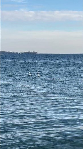 Hawkestone (Lake Simcoe) Ice Conditions Report December 22, 2025