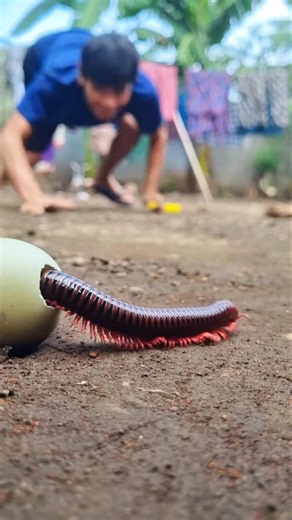 Angry, no matter what I have to do, I'll do it, as long as that millipede gets out of this egg