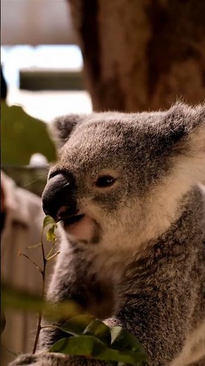 Adorable Koala Eating Eucalyptus Leaves | Cute Wildlife Moments 🐨🌿 #wildlife #animals #nature