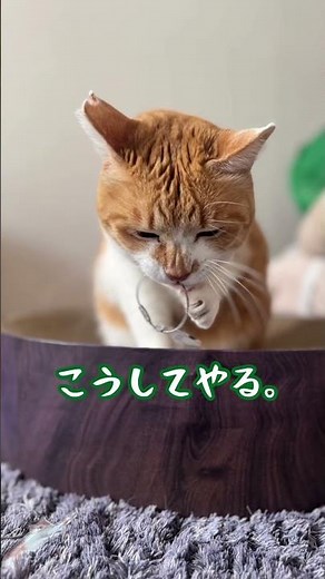 OIOIとのコラボ第二弾#元野良猫チャチャ #猫武将 #pr #まるいねこフェス#ネコ #ねこ #猫 #チャチャ
