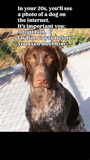 From a photo on the internet to my heart dog. Some souls are meant to meet. Forever grateful I listened to a feeling and flew him from Utah to Vancouver without ever meeting him! The best choice. What a gift you’ve been Gussy ❤️ #timeisathief #seniordog | Ifitwags