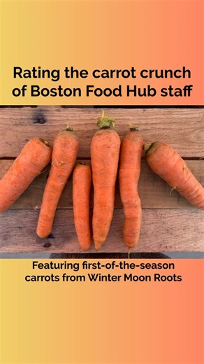 We are all obsessed with the arrival of first-of-the-season carrots from @wintermoonroots ! After near-perfect weather conditions this year, the carrots from Winter Moon are sweeter and crunchier than ever. But just how loud of a crunch can these carrots get? We tasked Boston Food Hub Staff to put their chomps to the test 🥕🗣️📢 | Boston Food Hub