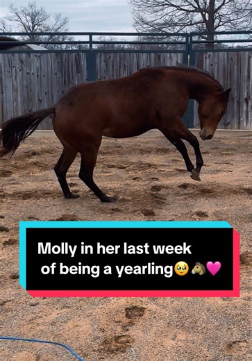 Molly in her last week of being a yearling🥹🐴🩷 | horses videos