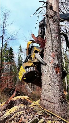 🔥 Machine Destroys Bark Beetle-Infested Spruce Trees! 🌲🚜 #Shorts
