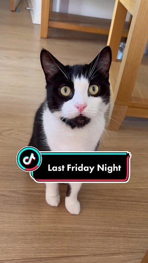 Is Your Kitty Cat Like This Too?! 😸