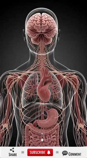 “60 Seconds Inside the Human Brain 🧠 | 3D Anatomy CGI Explained”