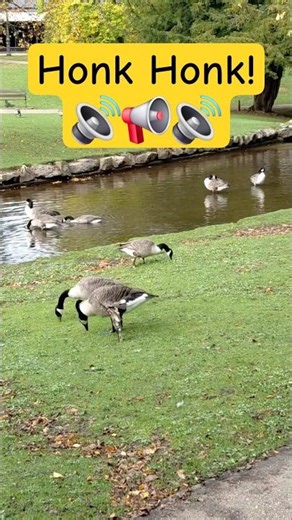 Honking Canadian Geese (Two Injured) #nature #goose