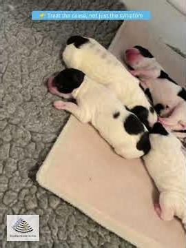 Dog Breeders - Constipated Puppy? Ask This Question First
