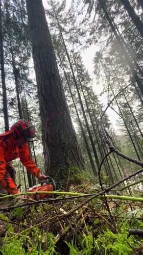 Douglas Wood Logging Techniques: A Deep Dive