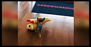 Tiny Yorkie Picks Out The Biggest Toy In The Store And Carries It To The Car All By Herself