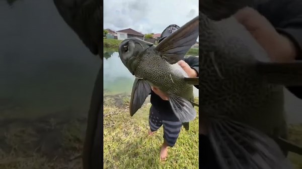 Alien fish caught in Miami!