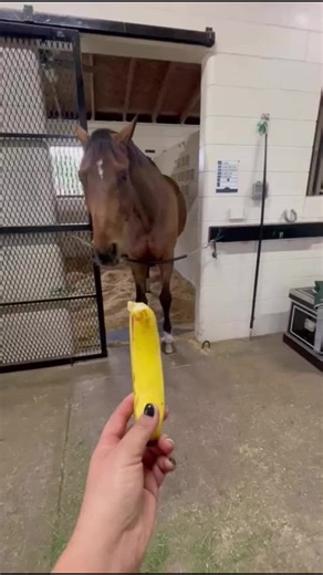 7.1K views · 103 reactions | Bet you haven’t seen Goldie’s magic trick before  He is a man of many talents 狼 Does your horse have any ‘magic tricks’ 藍#rcrequestrian #rcrtraining #horses #team #funny #banana #cute #equestrian #treats | German Riding Instructor | Facebook
