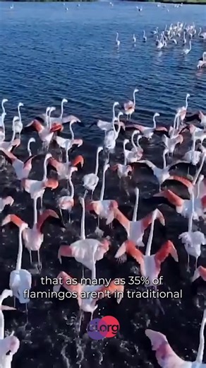 Flamingos are what you’d get if a Pride Parade came to life as a bird. 🦩 : https://bi.org/en/articles/bi-and-pretty-in-pink-bisexuality-in-flamingos #LGBT #Queer #Bisexual | Bisexual.org