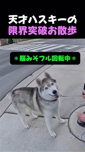 [Bad News] My Siberian Husky literally has only 2GB of brain power lololol