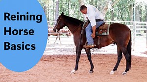 So you have bought or considering buying a reining horse. This is what you can expect when you ring him. | Tim Anderson Horse Training