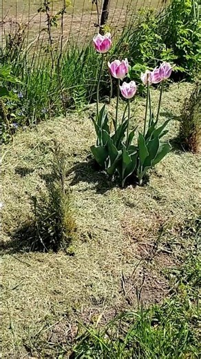 5 Reasons Why I Mulch with Grass Clippings 🌿 Garden Tips #GardenHacks #Shorts