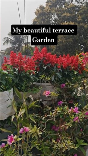 My Terrace Flower Garden | Flower Garden Overview | Flower Garden in Rooftop #flowergarden #flowers