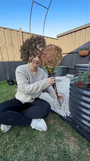 Learn Gardening | Sasa on Instagram: "The benefits of being a community nurse is entering some gorgeous clients homes, with gorgeous gardens! My gorgeous client gifted me these hydrangea cuttings and I am so beyond excited to attempt propagating them! #garden #hydrangea"