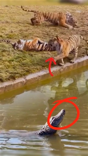 Tigers Spot a Croc — You Won’t Believe What Happens Next! 😨