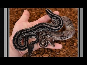 It Took Me 7 YEARS to Hatch These Snakes!! | Black Axanthic Ball Python Project Update 2023