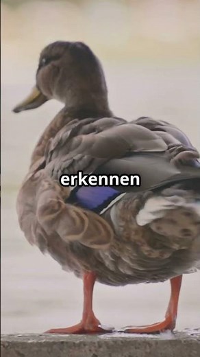 Unglaubliche Fakten über Enten! 🦆