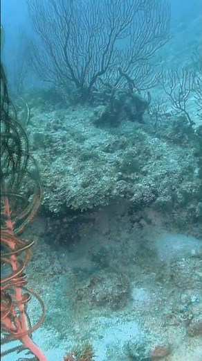 Hunting for Lionfish