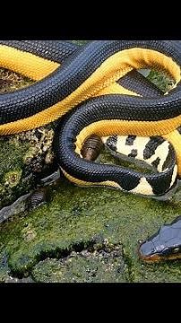Rescate a la serpiente mas venenosa del mundo | Pelamis Platurus en Colombia