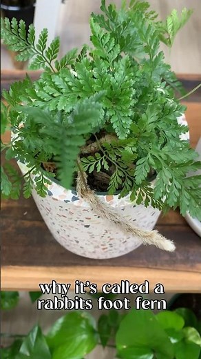 rabbits foot fern | #houseplant #fern #plants