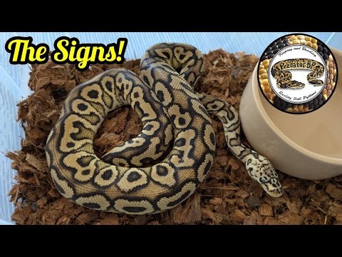 Are My Ball Python's Ready To Breed. The signs