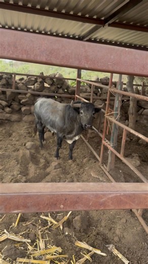 Hoy Tocó Visitar los Toros de Rancho La Maguillera del Señor Guero Cuna, recuerden los esperamos el 01 de Febrero en Su Tercer Aniversario 🫡🤠 | Jaripeos Oriente